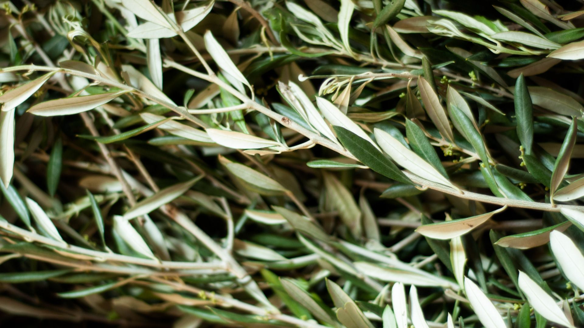 Piante ed erbe officinali nella tradizione monastica